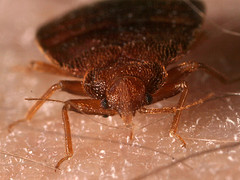 Bedbugs Bedbugs